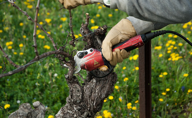 Taille de la vigne - Intérim à Saumour, Doué-la-Fontaine et Thouars